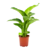 Dieffenbachia Seguine Tropic Snow - P19 H70 - Kamerplant -Tuinplantenwinkel dieffenbachia seguine tropic snow p19 h70 4