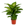 Dieffenbachia Seguine Tropic Snow - P24 H90 - Kamerplant -Tuinplantenwinkel dieffenbachia seguine tropic snow p24 h90 2 1