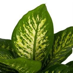 Dieffenbachia Seguine Tropic Snow - P24 H90 - Kamerplant 7 Dieffenbachia Seguine Tropic Snow - P24 H90 - Kamerplant -Tuinplantenwinkel dieffenbachia seguine tropic snow p24 h90 2 3