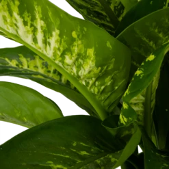 Dieffenbachia Seguine Tropic Snow - P24 H90 - Kamerplant 8 Dieffenbachia Seguine Tropic Snow - P24 H90 - Kamerplant -Tuinplantenwinkel dieffenbachia seguine tropic snow p24 h90 2 4