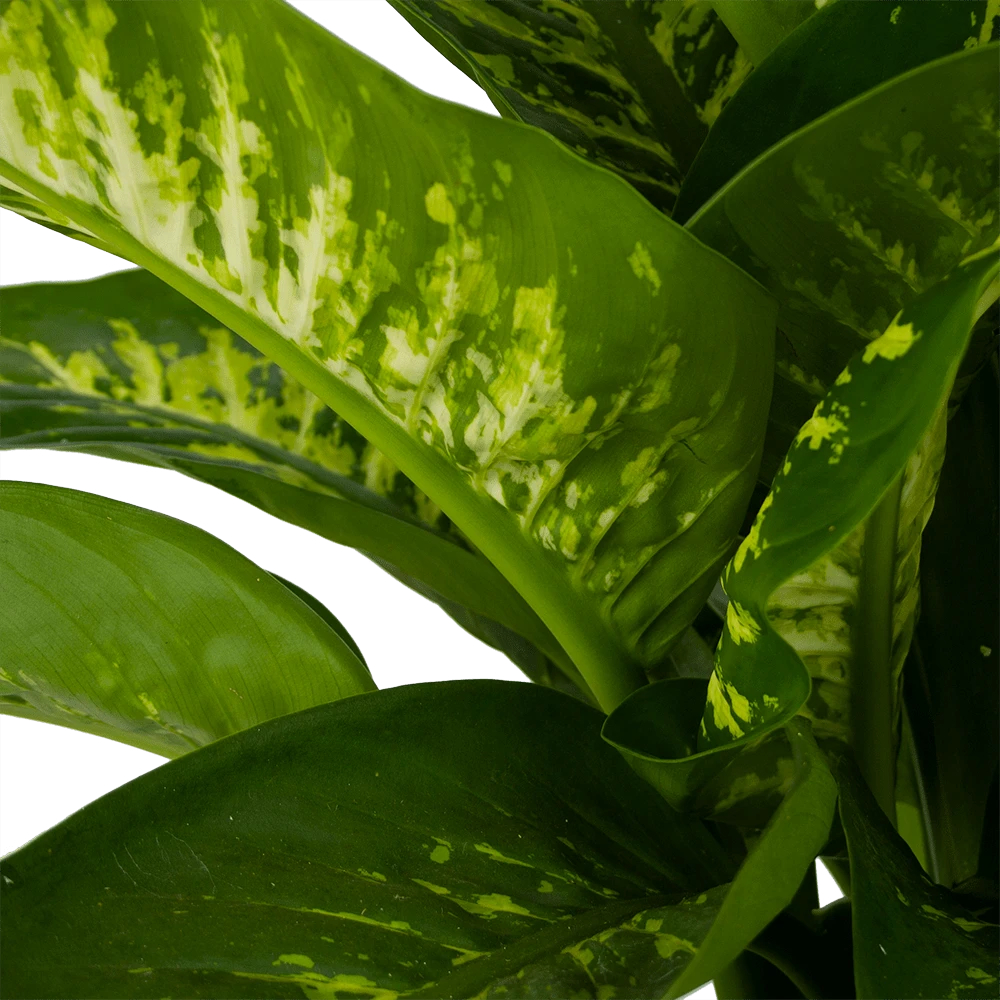 Dieffenbachia Seguine Tropic Snow - P24 H90 - Kamerplant 5 Dieffenbachia Seguine Tropic Snow - P24 H90 - Kamerplant - Afbeelding 3