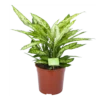 Dieffenbachia Vesuvius - P27 H70 - Kamerplant -Tuinplantenwinkel dieffenbachia vesuvius p27 h70 1