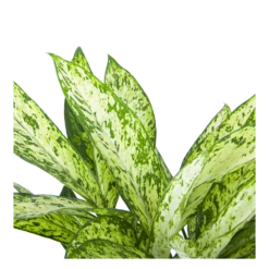 Dieffenbachia Vesuvius - P27 H70 - Kamerplant -Tuinplantenwinkel dieffenbachia vesuvius p27 h70 5