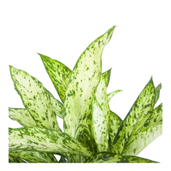 Dieffenbachia Vesuvius - P27 H70 - Kamerplant -Tuinplantenwinkel dieffenbachia vesuvius p27 h70 6