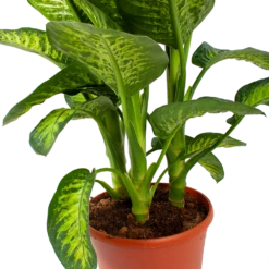 Dieffenbacia Seguine Lemon Tropic - P35 H120 - Kamerplant 7 Dieffenbacia Seguine Lemon Tropic - P35 H120 - Kamerplant -Tuinplantenwinkel dieffenbacia seguine lemon tropic p35 h120 5