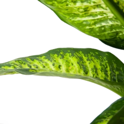 Dieffenbacia Seguine Lemon Tropic - P35 H120 - Kamerplant 8 Dieffenbacia Seguine Lemon Tropic - P35 H120 - Kamerplant -Tuinplantenwinkel dieffenbacia seguine lemon tropic p35 h120 6