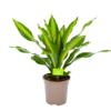 Dracaena Burley - Drakenbloedboom - P24 H90 - Kamerplant -Tuinplantenwinkel dracaena burley drakenbloedboom p24 h90 1 1