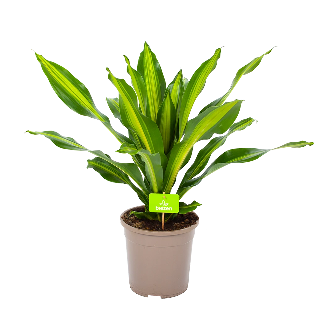 Dracaena Burley - Drakenbloedboom - P24 H90 - Kamerplant 3 Dracaena Burley - Drakenbloedboom - P24 H90 - Kamerplant