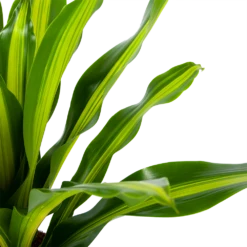 Dracaena Burley - Drakenbloedboom - P24 H90 - Kamerplant 6 Dracaena Burley - Drakenbloedboom - P24 H90 - Kamerplant -Tuinplantenwinkel dracaena burley drakenbloedboom p24 h90 5 1