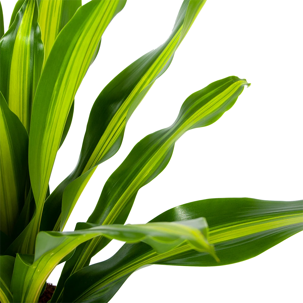 Dracaena Burley - Drakenbloedboom - P24 H90 - Kamerplant 4 Dracaena Burley - Drakenbloedboom - P24 H90 - Kamerplant - Afbeelding 2