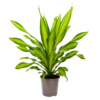Dracaena Charley - Drakenbloedboom - P24 H95 - Kamerplant 1 Dracaena Charley - Drakenbloedboom - P24 H95 - Kamerplant -Tuinplantenwinkel dracaena charley drakenbloedboom p24 h95 1