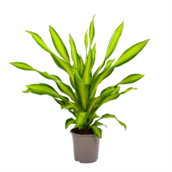 Dracaena Charley - Drakenbloedboom - P24 H95 - Kamerplant -Tuinplantenwinkel dracaena charley drakenbloedboom p24 h95 2