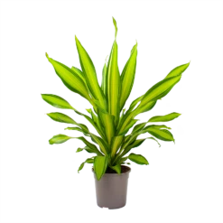 Dracaena Charley - Drakenbloedboom - P24 H95 - Kamerplant -Tuinplantenwinkel dracaena charley drakenbloedboom p24 h95 3