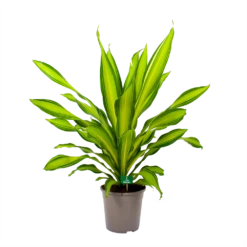 Dracaena Charley - Drakenbloedboom - P24 H95 - Kamerplant -Tuinplantenwinkel dracaena charley drakenbloedboom p24 h95 4