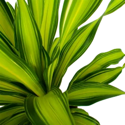 Dracaena Charley - Drakenbloedboom - P24 H95 - Kamerplant -Tuinplantenwinkel dracaena charley drakenbloedboom p24 h95 5