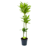 Dracaena Cintho - Op Stam - Drakenbloedboom - P24 H150 - Kamerplant -Tuinplantenwinkel dracaena cintho op stam drakenbloedboom p24 h150 1 1