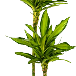 Dracaena Cintho - Op Stam - Drakenbloedboom - P24 H150 - Kamerplant -Tuinplantenwinkel dracaena cintho op stam drakenbloedboom p24 h150 5 1