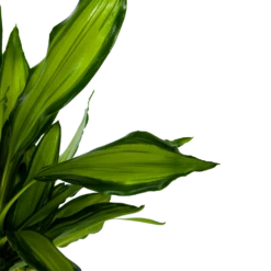 Dracaena Cintho - Op Stam - Drakenbloedboom - P24 H150 - Kamerplant -Tuinplantenwinkel dracaena cintho op stam drakenbloedboom p24 h150 6 1