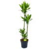 Dracaena Cintho - Op Stam - Drakenbloedboom - P27 H150 - Kamerplant 1 Dracaena Cintho - Op Stam - Drakenbloedboom - P27 H150 - Kamerplant -Tuinplantenwinkel dracaena cintho op stam drakenbloedboom p27 h150 1 1