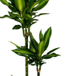 Dracaena Cintho - Op Stam - Drakenbloedboom - P27 H150 - Kamerplant -Tuinplantenwinkel dracaena cintho op stam drakenbloedboom p27 h150 5 1