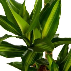 Dracaena Cintho - Op Stam - Drakenbloedboom - P27 H150 - Kamerplant -Tuinplantenwinkel dracaena cintho op stam drakenbloedboom p27 h150 6 1