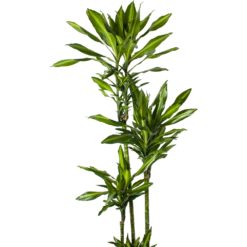 Dracaena Cintho - Op Stam - Drakenbloedboom - P27 H190 - Kamerplant -Tuinplantenwinkel dracaena cintho op stam drakenbloedboom p27 h190 5