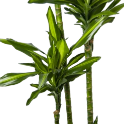 Dracaena Cintho - Op Stam - Drakenbloedboom - P27 H190 - Kamerplant -Tuinplantenwinkel dracaena cintho op stam drakenbloedboom p27 h190 6