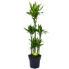 Dracaena Cintho - Op Stam - Drakenbloedboom - P31 H150 - Kamerplant 1 Dracaena Cintho - Op Stam - Drakenbloedboom - P31 H150 - Kamerplant -Tuinplantenwinkel dracaena cintho op stam drakenbloedboom p31 h150 1 1