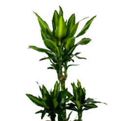 Dracaena Cintho - Op Stam - Drakenbloedboom - P31 H150 - Kamerplant -Tuinplantenwinkel dracaena cintho op stam drakenbloedboom p31 h150 5 1