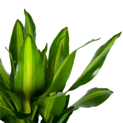 Dracaena Cintho - Op Stam - Drakenbloedboom - P31 H150 - Kamerplant -Tuinplantenwinkel dracaena cintho op stam drakenbloedboom p31 h150 6 1
