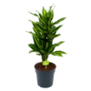 Dracaena Cintho - Vertakt - Drakenbloedboom - P21 H70 - Kamerplant 1 Dracaena Cintho - Vertakt - Drakenbloedboom - P21 H70 - Kamerplant -Tuinplantenwinkel dracaena cintho vertakt drakenbloedboom p21 h70 1 1