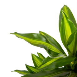 Dracaena Cintho - Vertakt - Drakenbloedboom - P21 H70 - Kamerplant 6 Dracaena Cintho - Vertakt - Drakenbloedboom - P21 H70 - Kamerplant -Tuinplantenwinkel dracaena cintho vertakt drakenbloedboom p21 h70 5 1