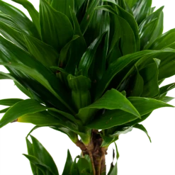 Dracaena Compacta - Op Stam - Drakenbloedboom - P17 H55 - Kamerplant -Tuinplantenwinkel dracaena compacta drakenbloedboom p17 h55 5