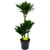 Dracaena Compacta - Op Stam - Drakenbloedboom - P21 H100 - Kamerplant 1 Dracaena Compacta - Op Stam - Drakenbloedboom - P21 H100 - Kamerplant -Tuinplantenwinkel dracaena compacta op stam drakenbloedboom p21 h100 1
