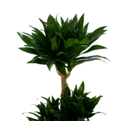 Dracaena Compacta - Op Stam - Drakenbloedboom - P21 H100 - Kamerplant 7 Dracaena Compacta - Op Stam - Drakenbloedboom - P21 H100 - Kamerplant -Tuinplantenwinkel dracaena compacta op stam drakenbloedboom p21 h100 5