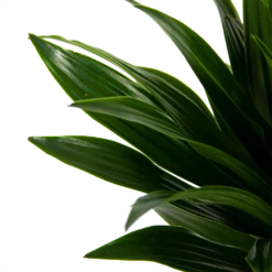 Dracaena Compacta - Op Stam - Drakenbloedboom - P21 H100 - Kamerplant 8 Dracaena Compacta - Op Stam - Drakenbloedboom - P21 H100 - Kamerplant -Tuinplantenwinkel dracaena compacta op stam drakenbloedboom p21 h100 6