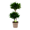 Dracaena Compacta - Op Stam - Drakenbloedboom - P21 H80 - Kamerplant 2 Dracaena Compacta - Op Stam - Drakenbloedboom - P21 H80 - Kamerplant -Tuinplantenwinkel dracaena compacta op stam drakenbloedboom p21 h80 1 2
