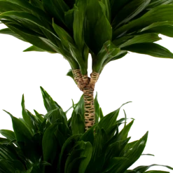 Dracaena Compacta - Op Stam - Drakenbloedboom - P21 H80 - Kamerplant 7 Dracaena Compacta - Op Stam - Drakenbloedboom - P21 H80 - Kamerplant -Tuinplantenwinkel dracaena compacta op stam drakenbloedboom p21 h80 5 2