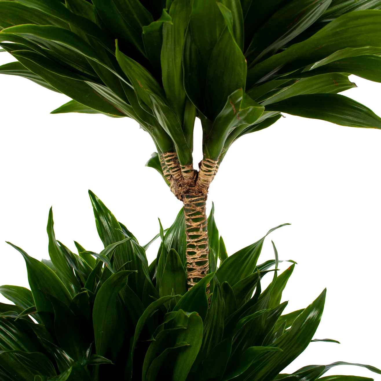 Dracaena Compacta - Op Stam - Drakenbloedboom - P21 H80 - Kamerplant 4 Dracaena Compacta - Op Stam - Drakenbloedboom - P21 H80 - Kamerplant - Afbeelding 2