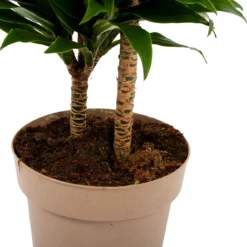 Dracaena Compacta - Op Stam - Drakenbloedboom - P21 H80 - Kamerplant 8 Dracaena Compacta - Op Stam - Drakenbloedboom - P21 H80 - Kamerplant -Tuinplantenwinkel dracaena compacta op stam drakenbloedboom p21 h80 6 2