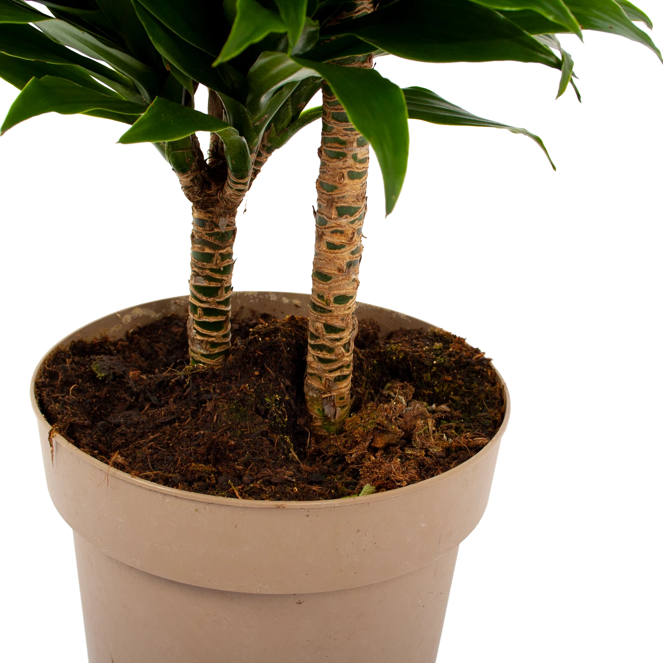 Dracaena Compacta - Op Stam - Drakenbloedboom - P21 H80 - Kamerplant 5 Dracaena Compacta - Op Stam - Drakenbloedboom - P21 H80 - Kamerplant - Afbeelding 3