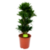 Dracaena Compacta - Vertakt - Drakenbloedboom - P27 H100 - Kamerplant -Tuinplantenwinkel dracaena compacta vertakt drakenbloedboom p27 h100 1 1