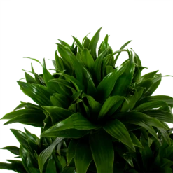 Dracaena Compacta - Vertakt - Drakenbloedboom - P27 H100 - Kamerplant -Tuinplantenwinkel dracaena compacta vertakt drakenbloedboom p27 h100 5 1