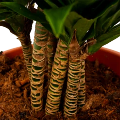 Dracaena Compacta - Vertakt - Drakenbloedboom - P27 H100 - Kamerplant -Tuinplantenwinkel dracaena compacta vertakt drakenbloedboom p27 h100 6 1