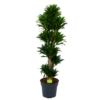 Dracaena Compacta - Vertakt - Drakenbloedboom - P34 H170 - Kamerplant 2 Dracaena Compacta - Vertakt - Drakenbloedboom - P34 H170 - Kamerplant -Tuinplantenwinkel dracaena compacta vertakt drakenbloedboom p34 h170 1 1