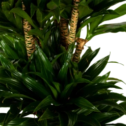Dracaena Compacta - Vertakt - Drakenbloedboom - P34 H170 - Kamerplant 7 Dracaena Compacta - Vertakt - Drakenbloedboom - P34 H170 - Kamerplant -Tuinplantenwinkel dracaena compacta vertakt drakenbloedboom p34 h170 5 1