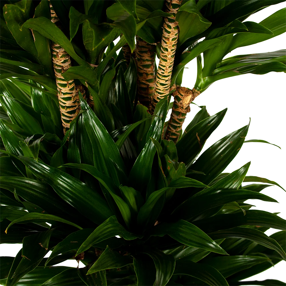 Dracaena Compacta - Vertakt - Drakenbloedboom - P34 H170 - Kamerplant 4 Dracaena Compacta - Vertakt - Drakenbloedboom - P34 H170 - Kamerplant - Afbeelding 2