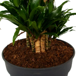 Dracaena Compacta - Vertakt - Drakenbloedboom - P34 H170 - Kamerplant 8 Dracaena Compacta - Vertakt - Drakenbloedboom - P34 H170 - Kamerplant -Tuinplantenwinkel dracaena compacta vertakt drakenbloedboom p34 h170 6 1