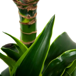 Dracaena Dorado - Op Stam - Drakenbloedboom - P21 H100 - Kamerplant -Tuinplantenwinkel dracaena dorado drakenbloedboom p21 h100 5