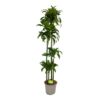Dracaena Dorado - Op Stam - Drakenbloedboom - P27 H180 - Kamerplant -Tuinplantenwinkel dracaena dorado op stam drakenbloedboom p27 h180 kamerplant 1